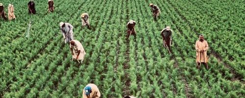 pexels-alex-cantarelli-4433935